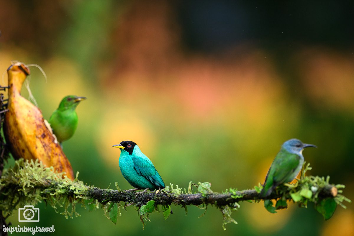 Vogelfotografie Boca Tapada
