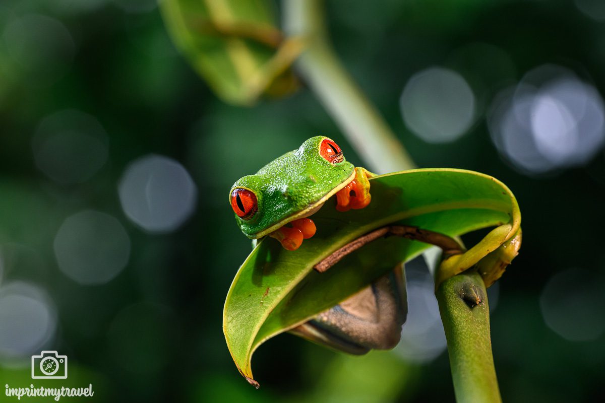 Rotaugenlaubfrosch Costa Rica