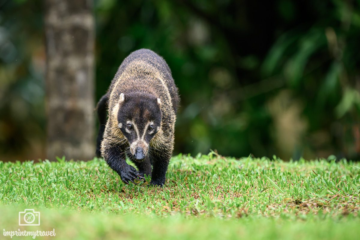 Nasenbär Boca Tapada