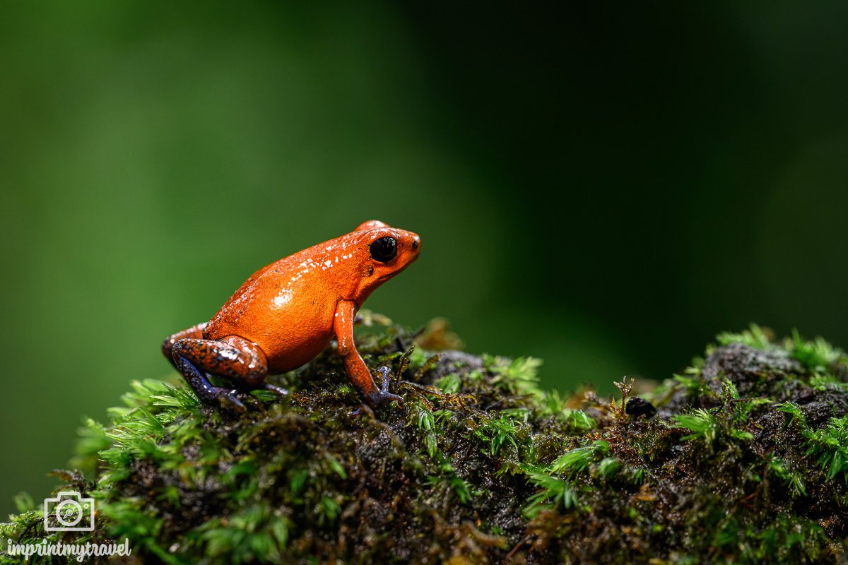 Pfeilgiftfrosch Costa Rica
