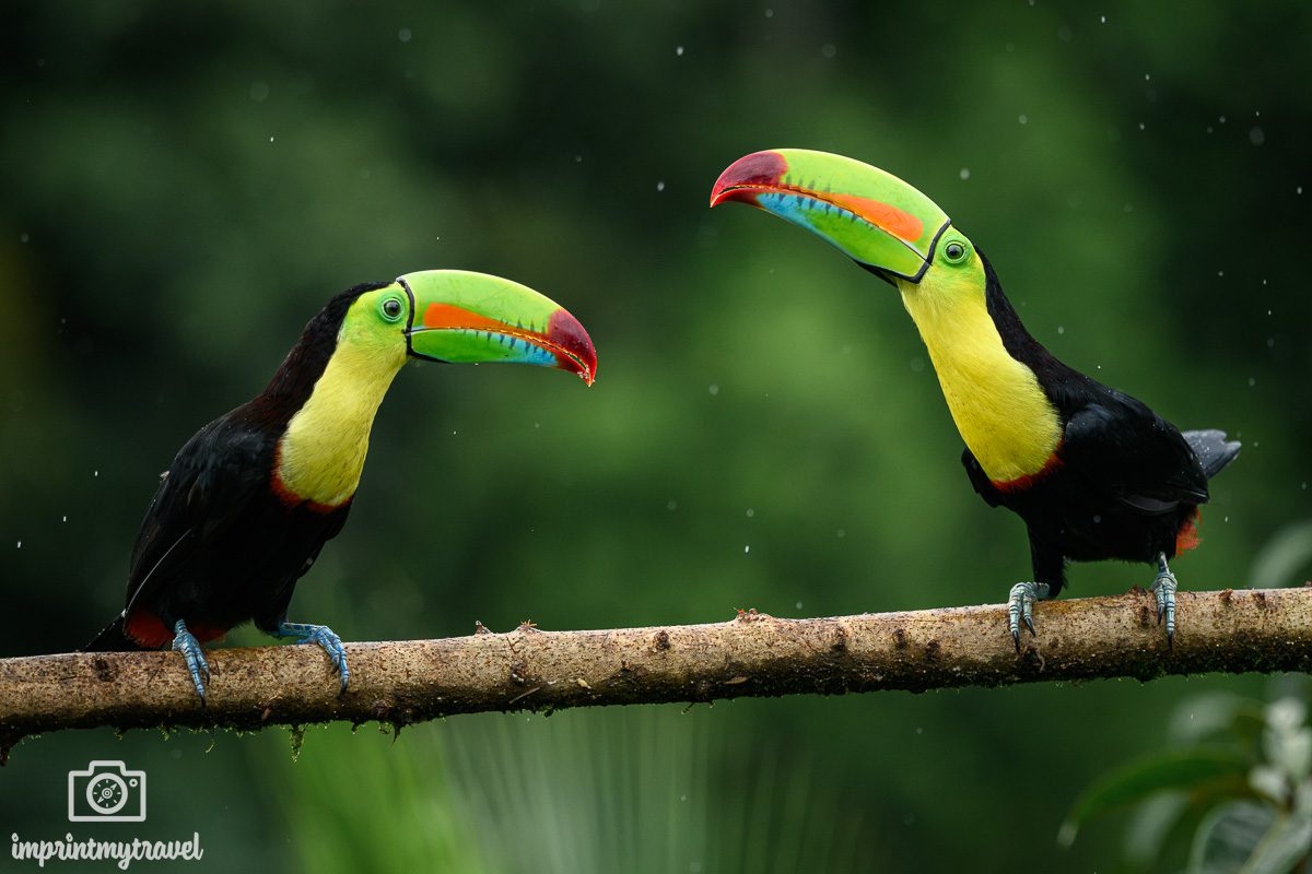 Tukan Costa Rica