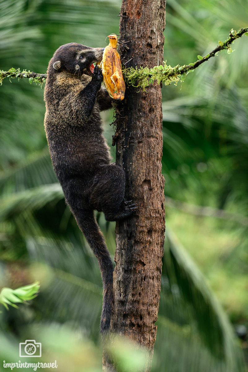 Nasenbär Boca Tapada