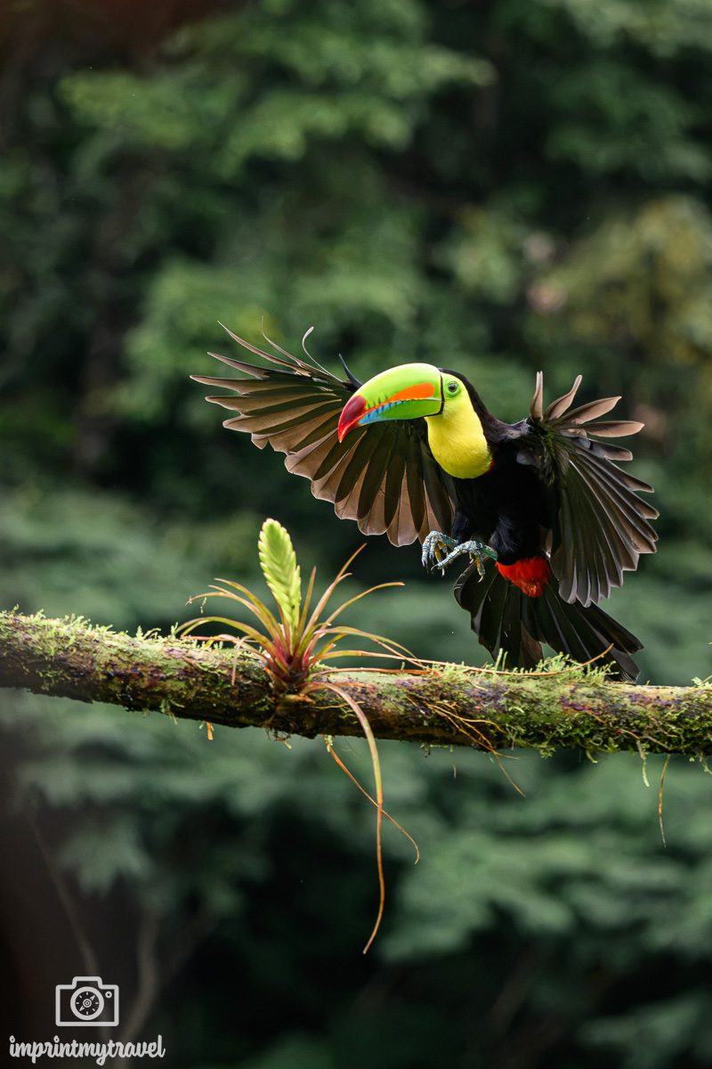 Tukan Costa Rica