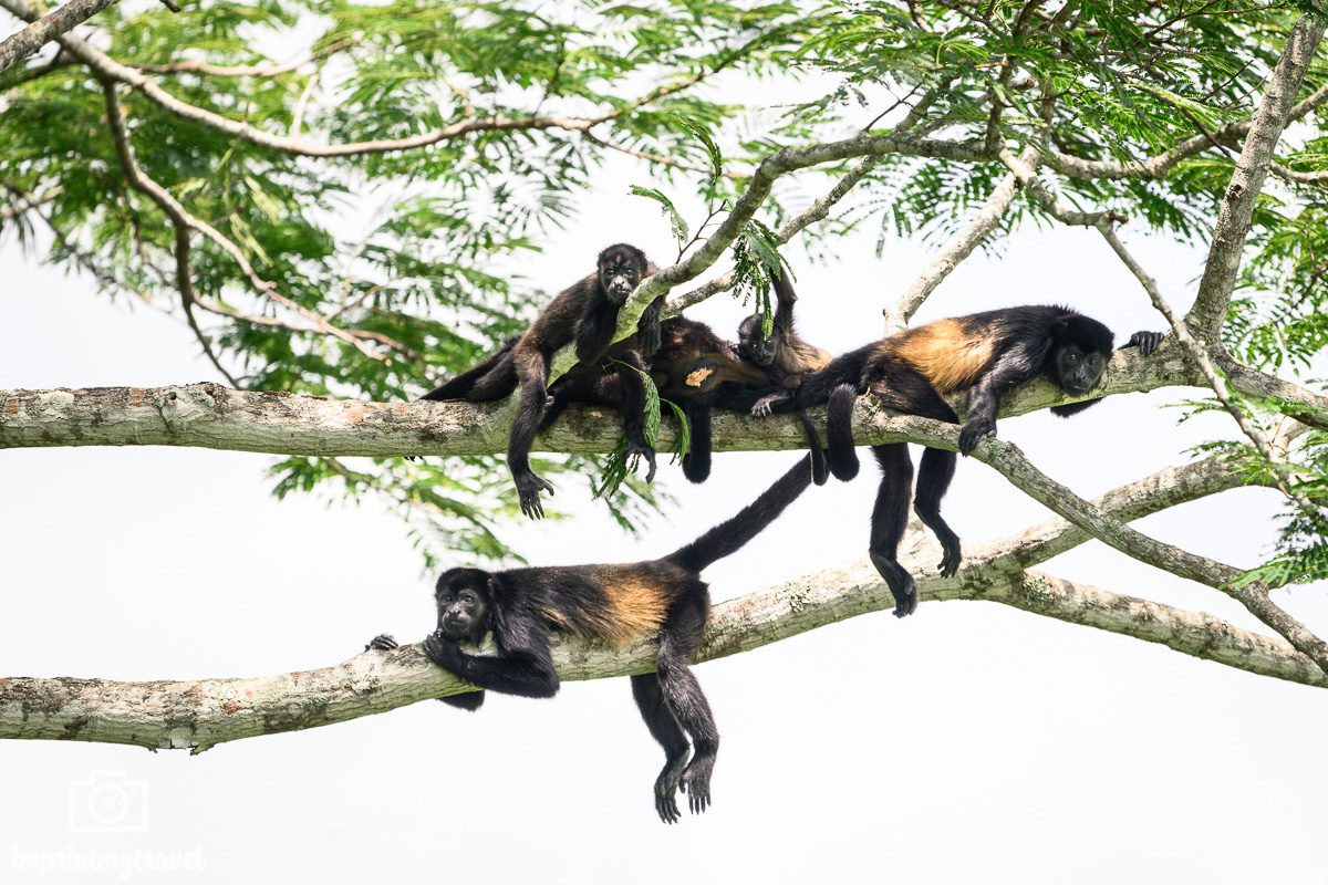 Brüllaffen Costa Rica