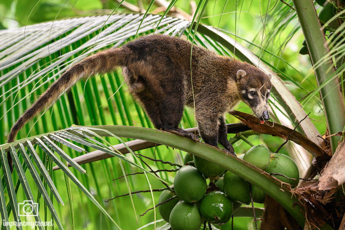 corcovado Nationalpark Costa Rica
