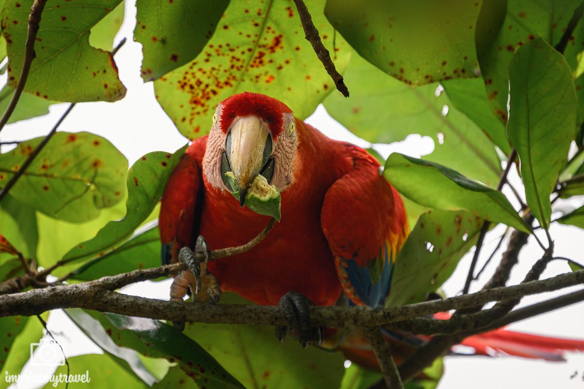 corcovado Nationalpark Costa Rica