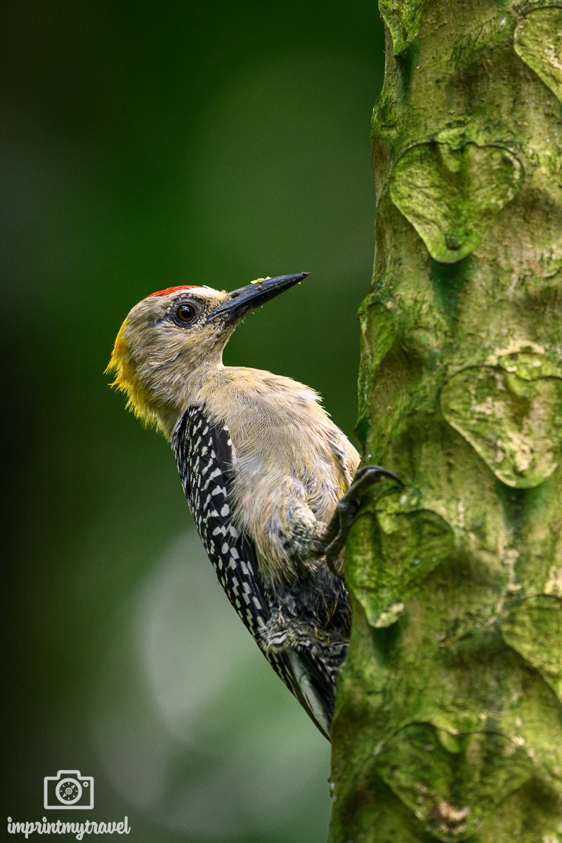 Specht Ökozentrum Danaus Costa Rica