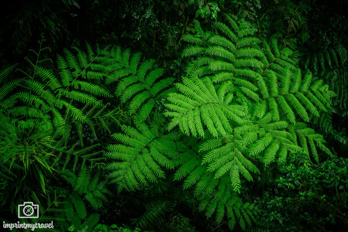 Monteverde Cloud Forest Costa Rica