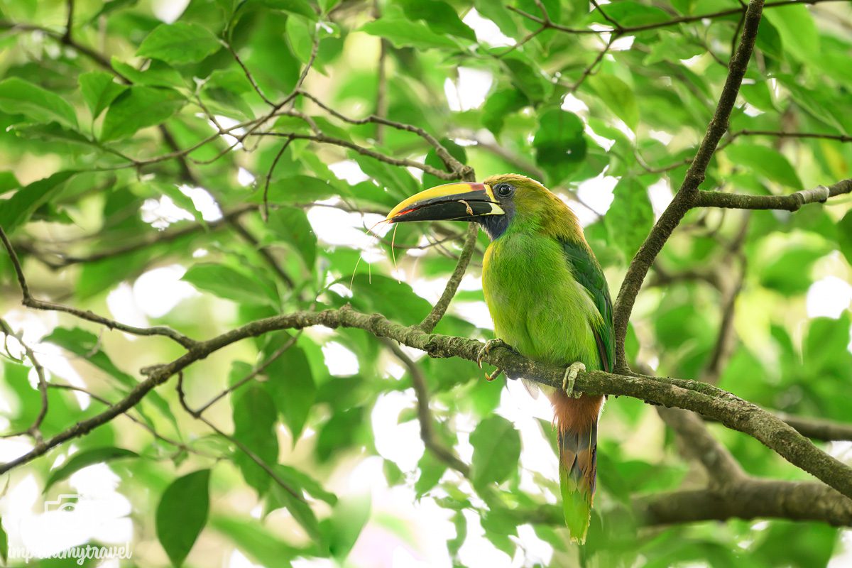Grüner Tucan Monteverde