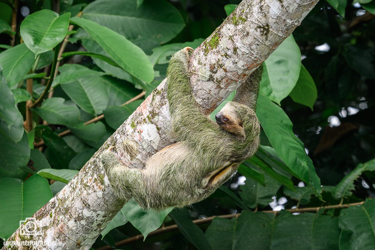 Faultier Costa Rica