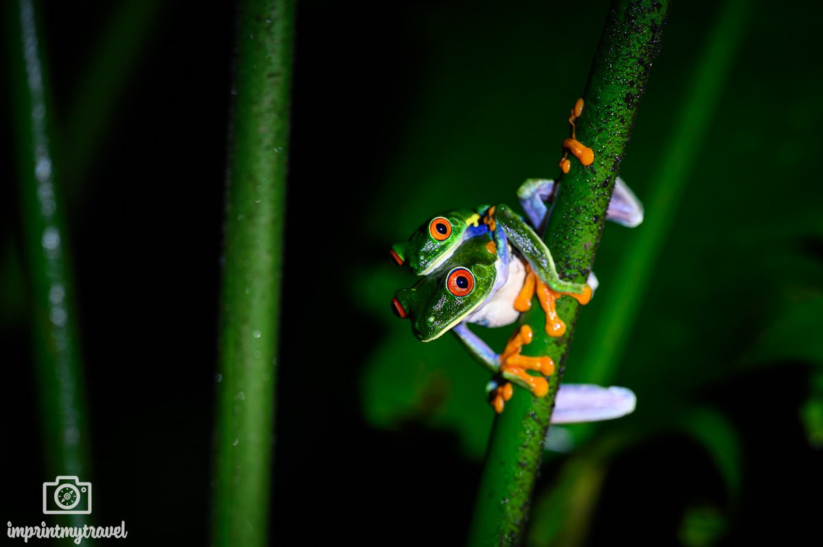 Rotaugenlaubfrosch Costa Rica