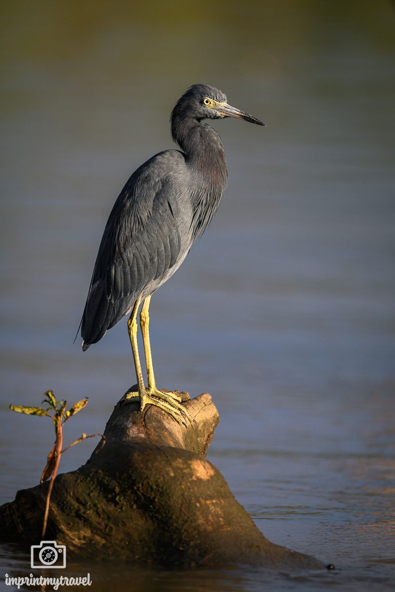 Reiher Tarcoles Costa Rica